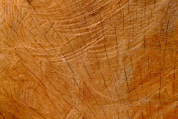 Wood texture background, Retro wallpaper background, Log  closeup