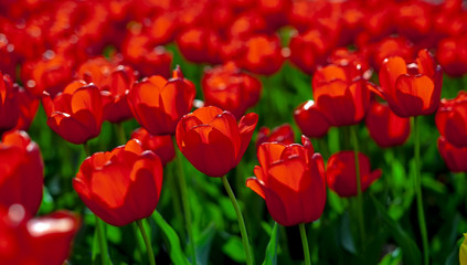 Obraz premium Tulips, red and yellow, against the Sunny sky.