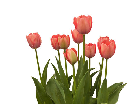 Pink tulips Darwin hybrids " Van Eijk" on  white background