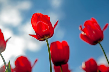 Tulips, red and yellow, against the Sunny sky.