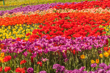 Beautiful  tulips  on a bed  in the park in spring on a sunny day
