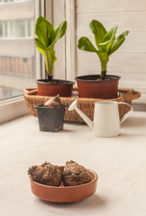 Bulbs Eucomis bicolor or pineapple lilies  in a clay bowl