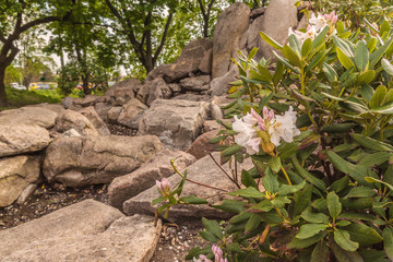 Blooming rhododendron in a stylized Japanese park