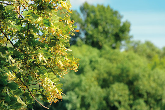 branches of the linden tree. nature scenery in summer. blue sky blurred on the background. green foliage in a sunny day