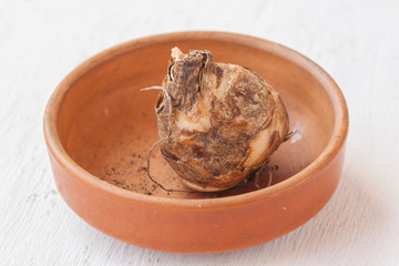 eucomis bulb in a pot