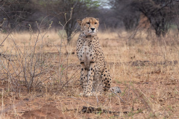 Cheetah