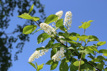 Beautiful blooming white large flowers tree branch