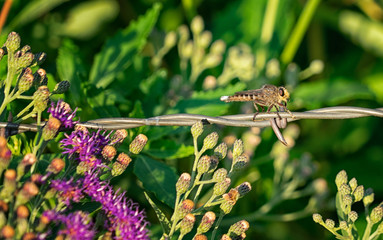 Grasshopper