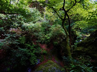 川苔山