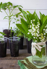 spring time seedlings lilies of the valley lilies