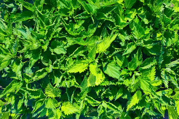 Fototapeta premium clumps of young nettle closeup. background with growing up in the streets with nettles. nettles the view from the top.