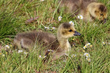 junge Kanada Gans im Gras mit Gänseblümchen
