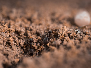 Ameisen bei der Arbeit