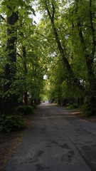 Fototapeta premium Drzewo w parku