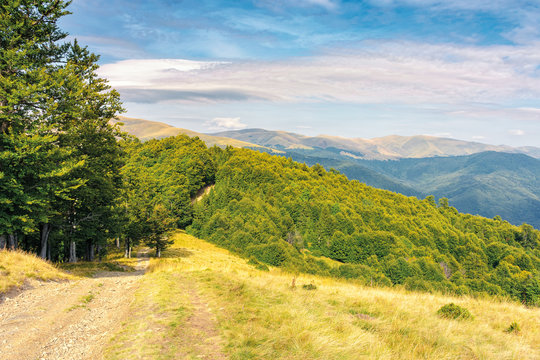 old country road through hills in to the primeval beech forest. nature scenery with trees along the way. sunny late summer landscape with clouds on a blue sky at sunset.