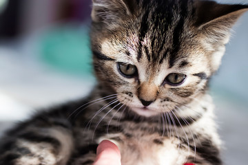 Little tabby color kitten. Scottish Straight.