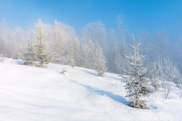 winter scenery with trees in hoarfrost on hillside. hazy weather on a bright sunny morning with clear blue sky