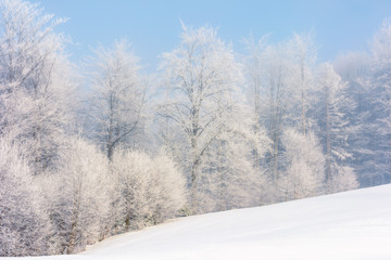 winter scenery with trees in hoarfrost on hillside. hazy weather on a bright sunny morning with clear blue sky