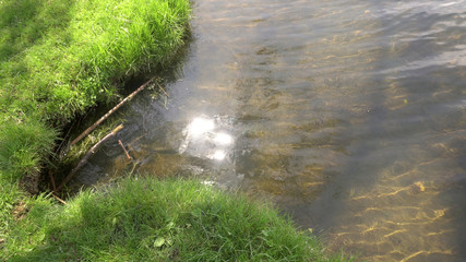 green grass on the shore near the pond