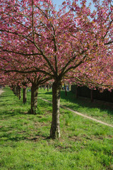 japanese cherry blossom trees in full bloom