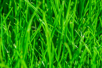 Obraz premium A photo of green grass, part of which is in defocusing. Great for background