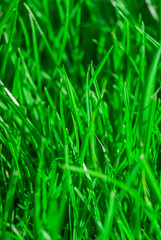 Vertical photograph of green grass, part of which is in defocusing. Great for background