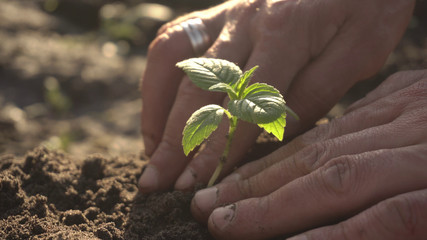 human hands plant a young plant