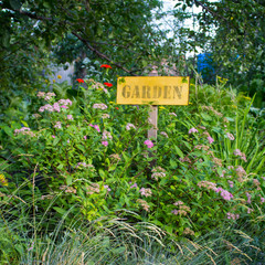Beautiful flowers in the garden in summer