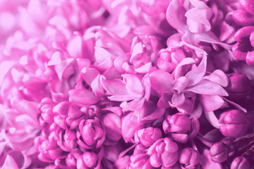 flowers lilac macro. lilac flower background. lilac close-up.