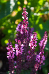 Sage flower in summer in the garden