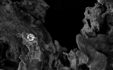 A Single Diamond on a Dried Tree Root, Showing the Facet Cut of the Gem Stone with the Harsh Texture of the Old Carbon Material.