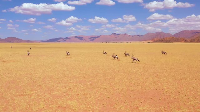 Astonishing aerial over herd of oryx antelope wildlife running fast across empty savannah and plains of Africa, near the Namib Desert, Namibia.