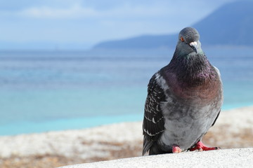 Piccione al mare