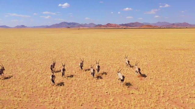 Astonishing aerial over herd of oryx antelope wildlife running fast across empty savannah and plains of Africa, near the Namib Desert, Namibia.