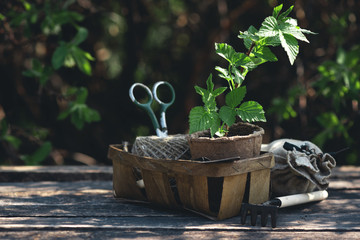 Raspberries tree branch in a pot and gardening tools on a table. Gardening abstract background. Agriculture.