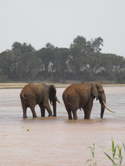 Naklejka premium Kenia