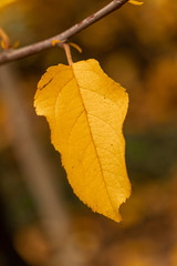 Hojas de manzano en el árbol en un escenario de otoño