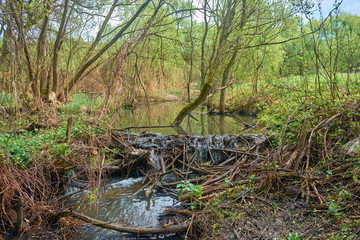 Cascading river with beautiful river thresholds in the forest.