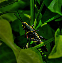 Black Grasshopper 