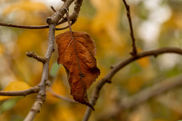 Hojas de manzano en el árbol en un escenario de otoño