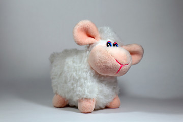 sheep on white background