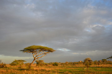 Serengeti plain at dusk
