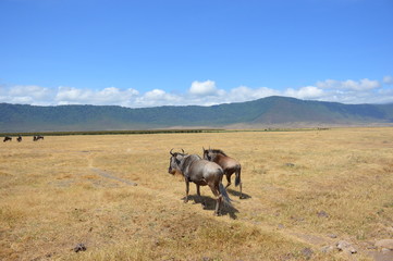 Fototapeta premium Two wildebeest in Serengeti