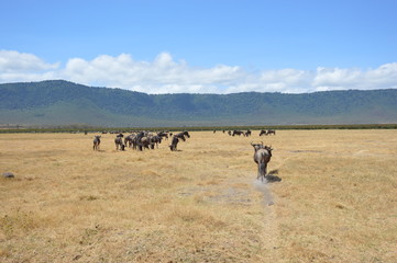 Naklejka na ściany i meble Long shot of wildlife in Serengeti