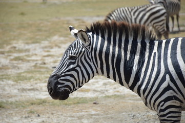 Fototapeta na wymiar Zebra Head shot