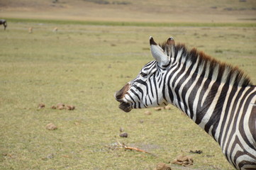 Naklejka premium Front end of zebra in Serengeti