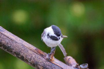 Obraz premium chickadee on a branch