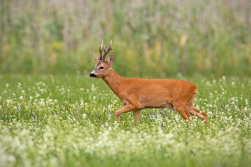 Dominant roe deer, capreolus capreolus, buck with dark antlers walking with head high on a meadow with white wildflowers early in the morning in summer.