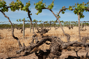 Fototapeta na wymiar Vineyards South Australia