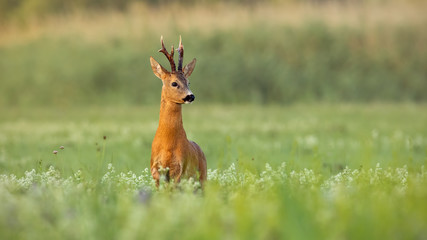 Strong roe deer, capreolus capreolus, buck with dark antlers on a meadow with wildflowers early in the morning. Wild animal in nature with green blurred background and copy space.